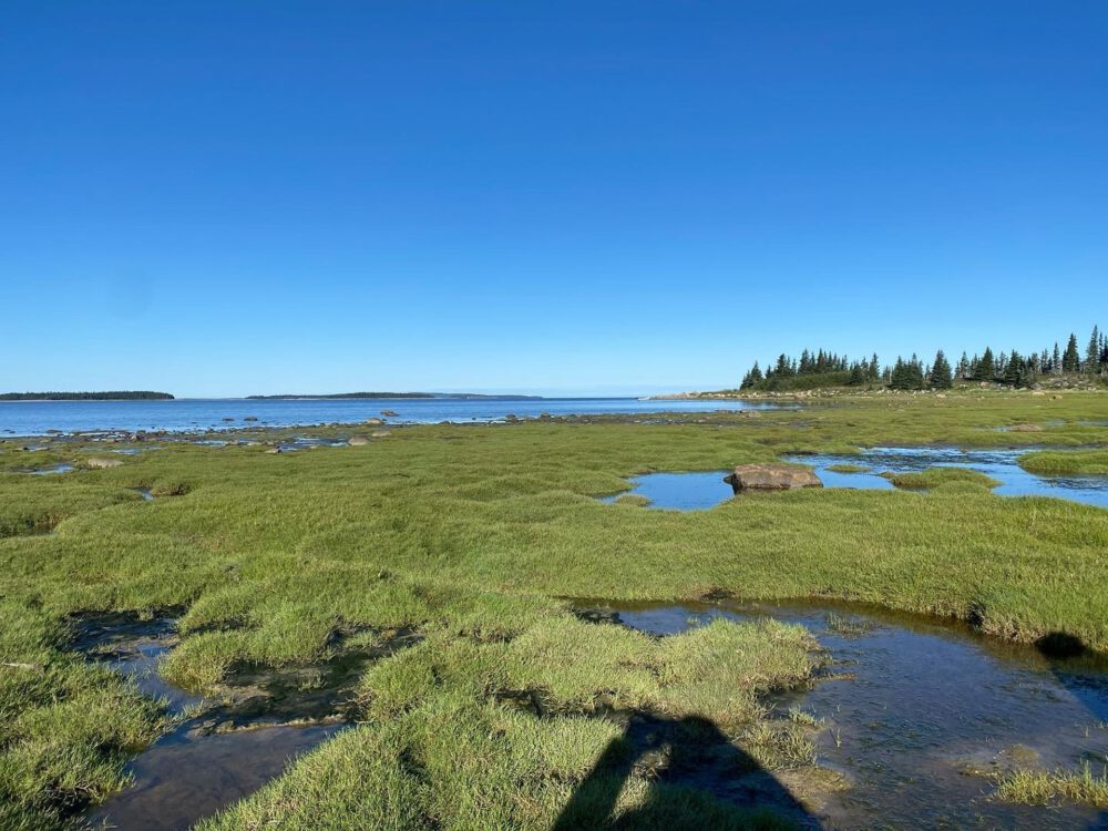 Coastal landscape with grassy marshes, rocky shoreline, and calm blue water under a clear blue sky. Pine trees are visible in the distance.