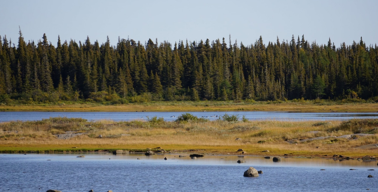 A tranquil landscape featuring a calm lake with scattered rocks, bordered by grassy shoreline. In the background, a dense forest of evergreen trees stands under a clear blue sky.