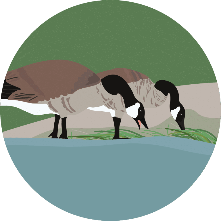 Illustration of two Canada geese standing by a blue water body, bending down to graze on green grass. The background features soft, neutral tones representing the surrounding landscape.